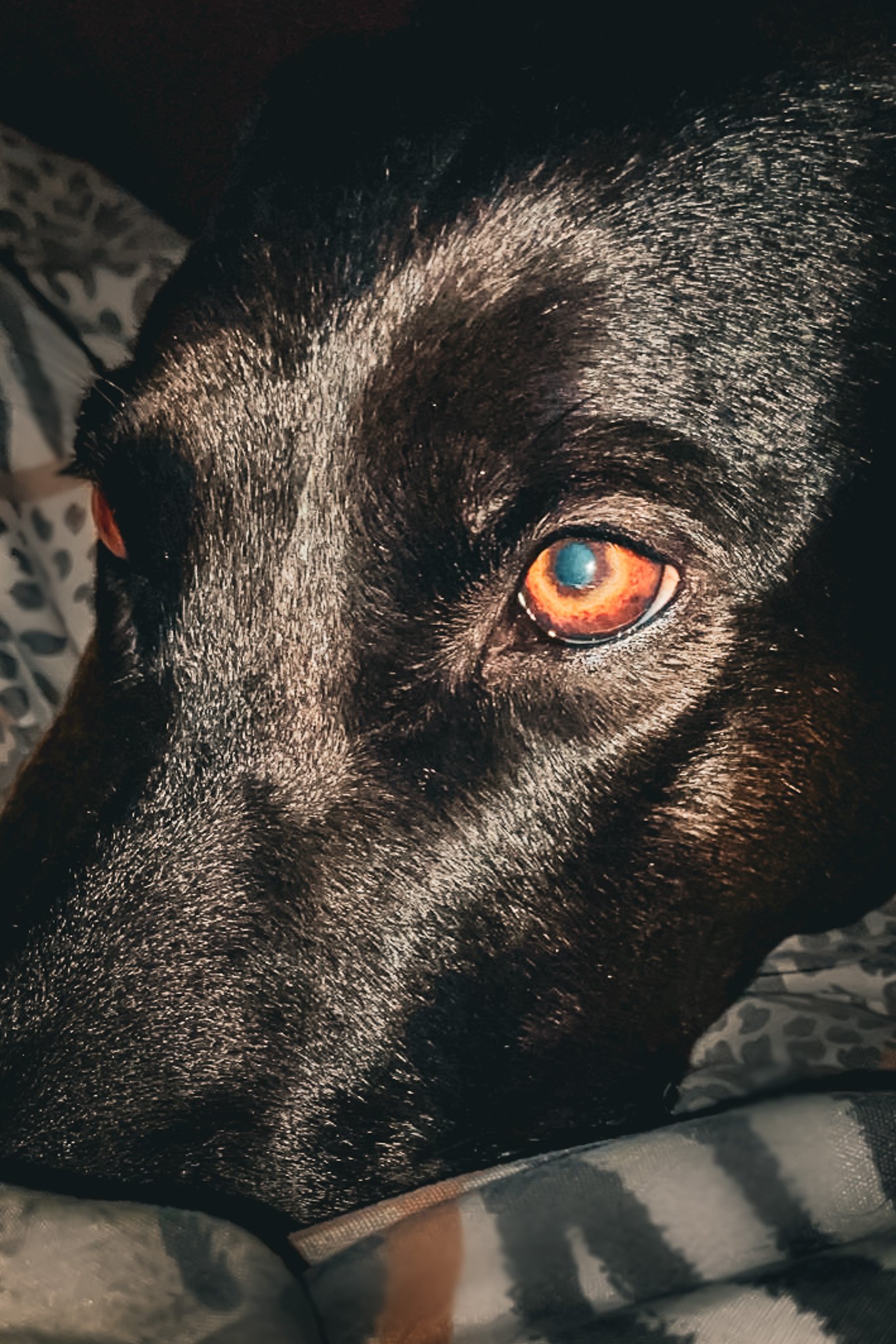Close-up of a dog's eye with a multicolored iris, black fur, and a gray patterned blanket in the background.