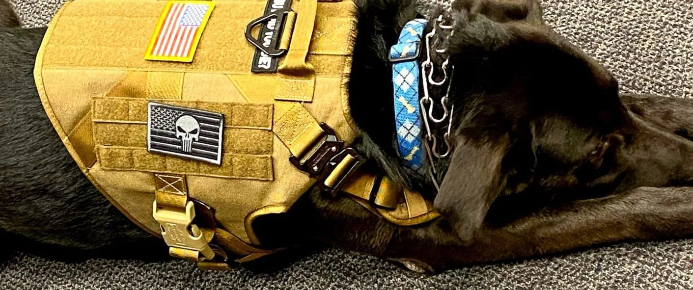 A black dog lying down on a carpeted floor next to a yellow tactical vest with various patches and attachments.