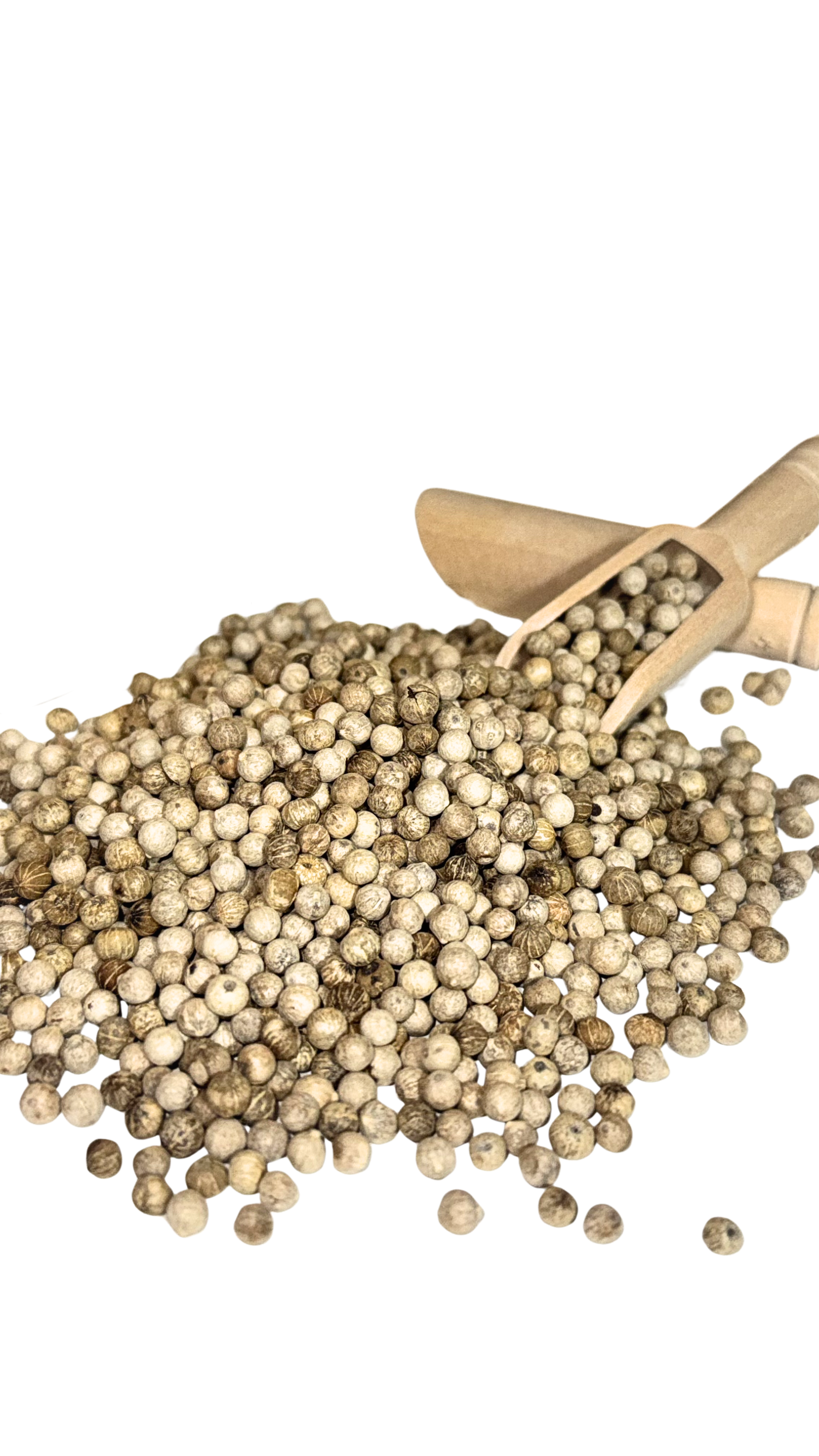 White Kompot Pepper