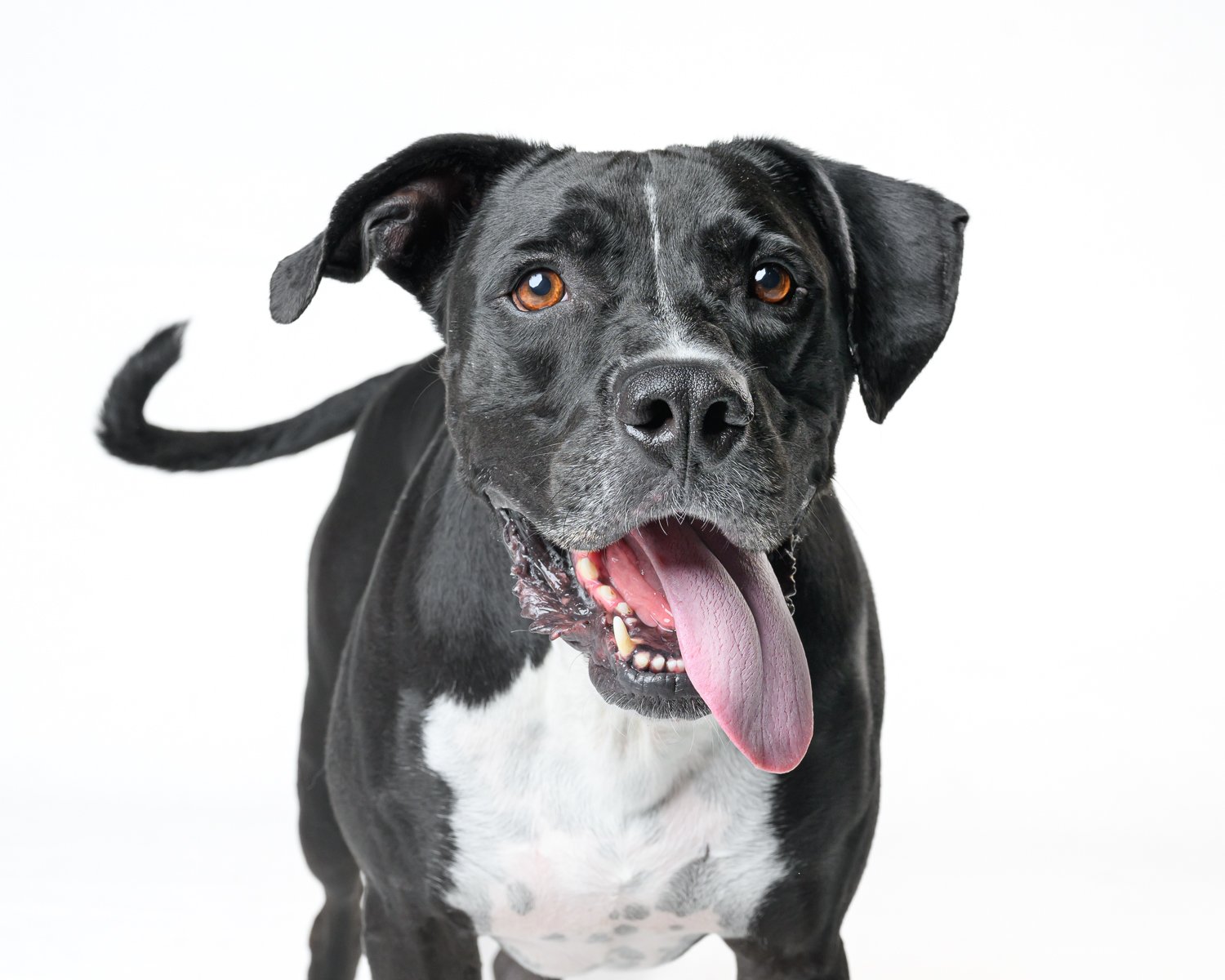 _LME6488-EditUrban Dog Studio.jpg