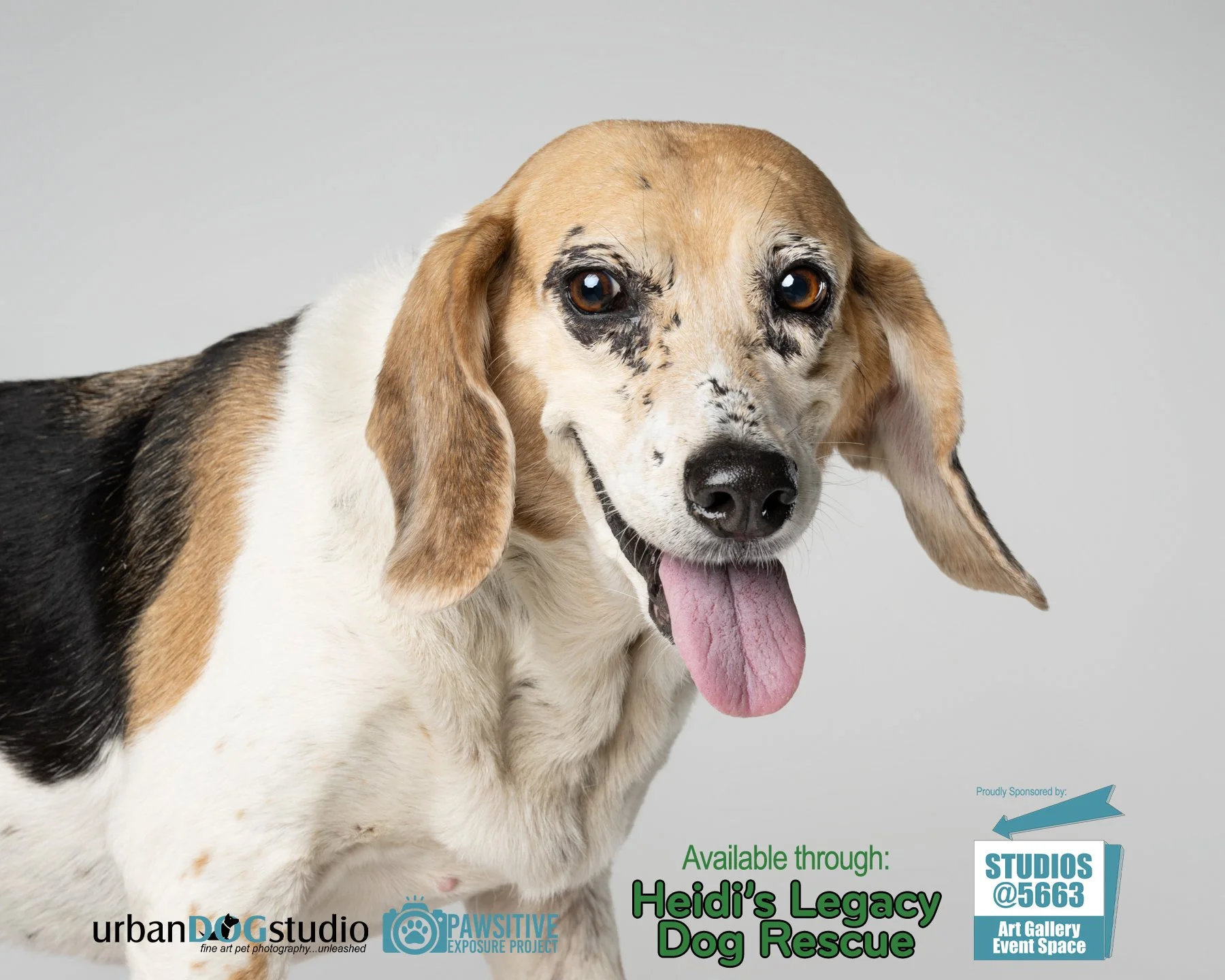 Urban Dog Studio_branded_daisy_7070 copy.jpg