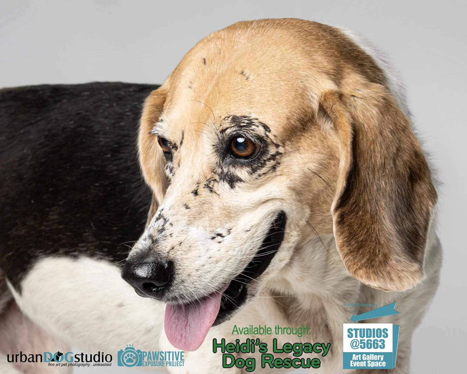 Urban Dog Studio_branded_daisy_7071 copy.jpg
