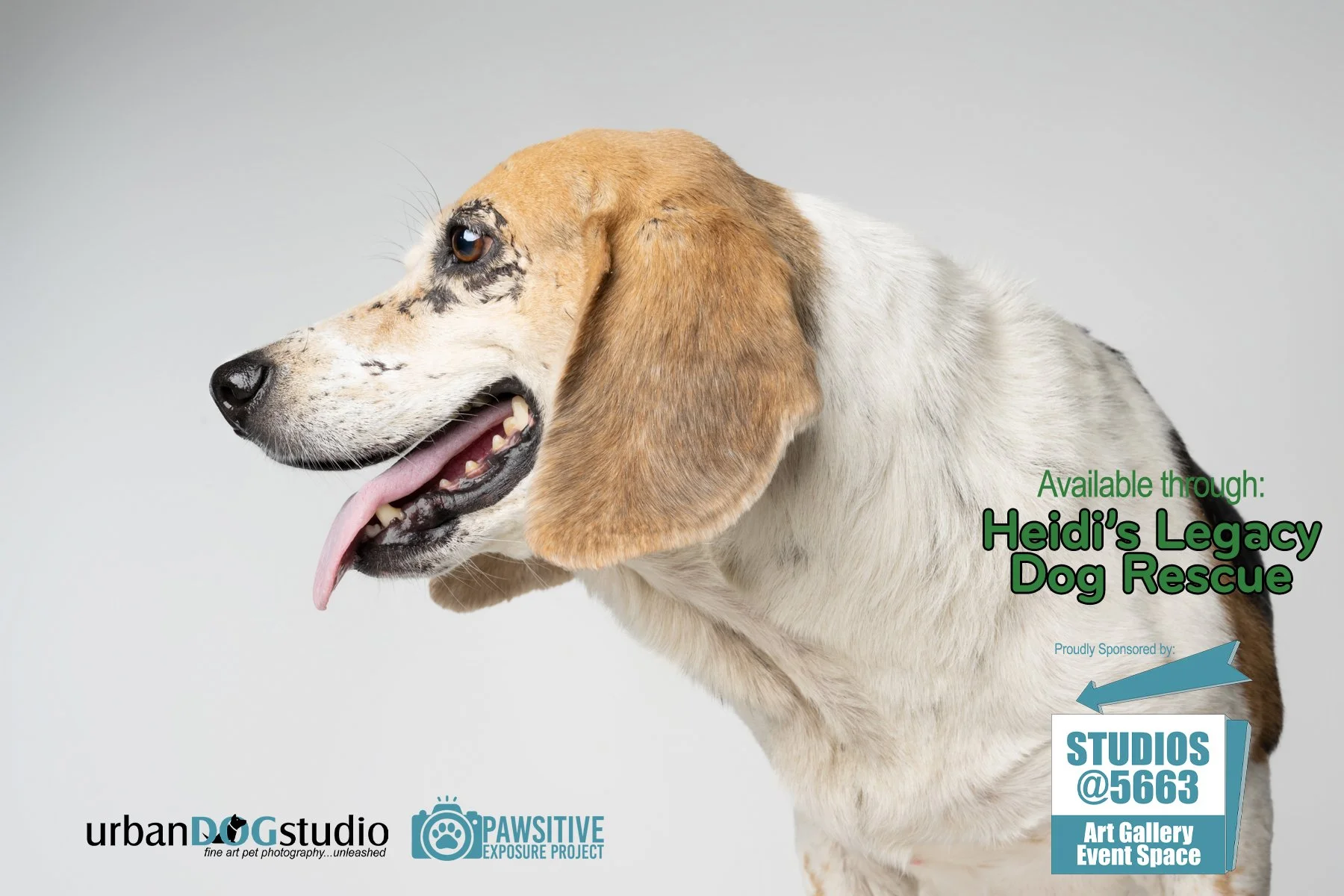 Urban Dog Studio_branded_daisy_7078 copy.jpg