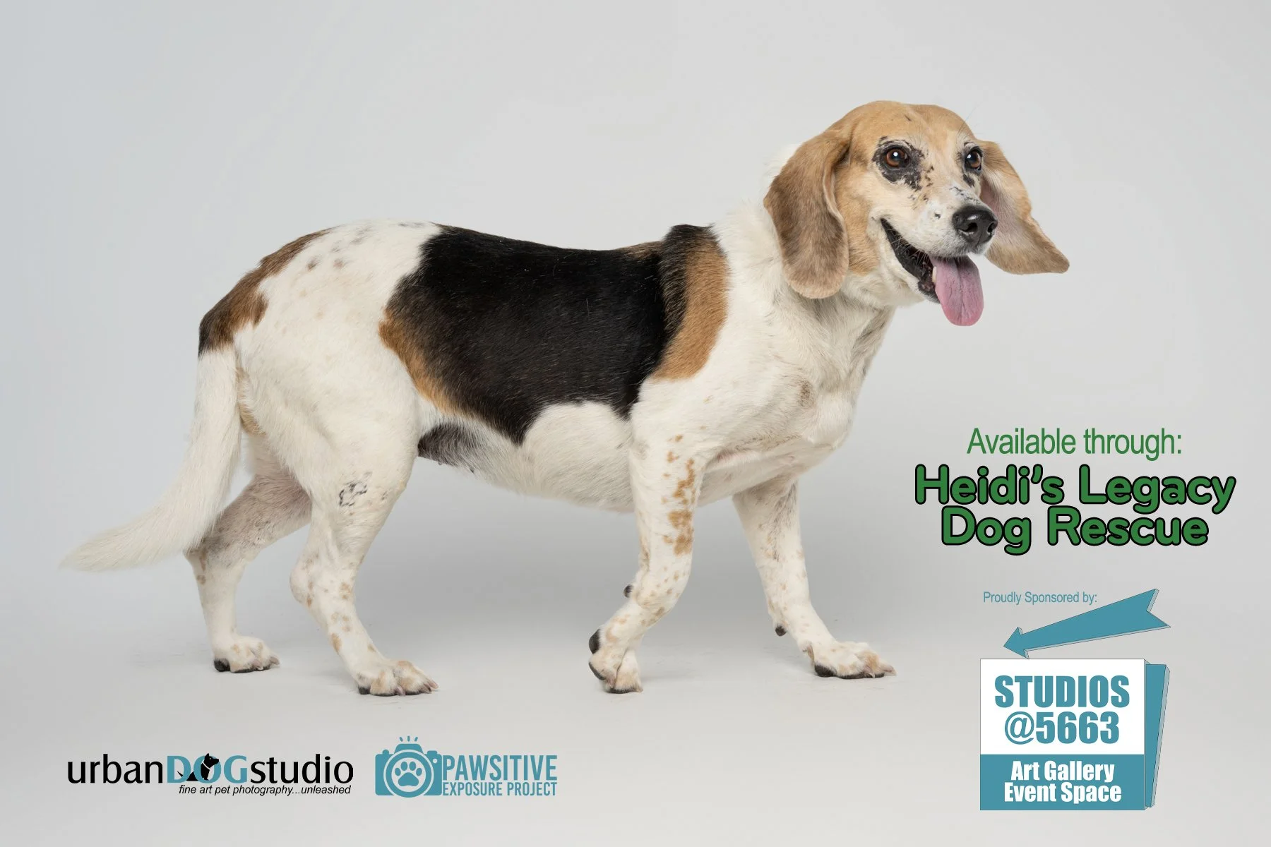 Urban Dog Studio_branded_daisy_7088 copy.jpg