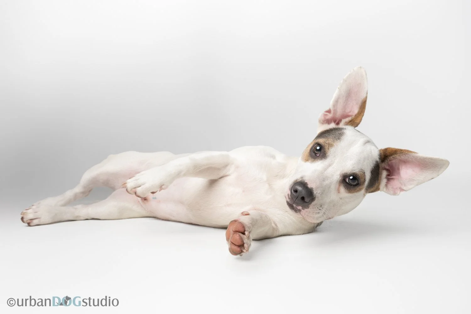 Urban Dog Studio_web sized6862.jpg