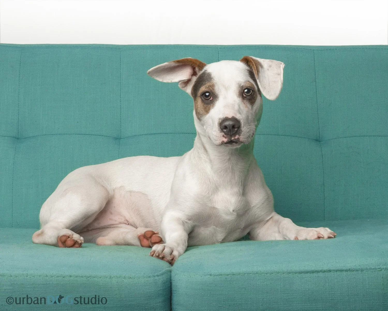 Urban Dog Studio_web sized6877.jpg