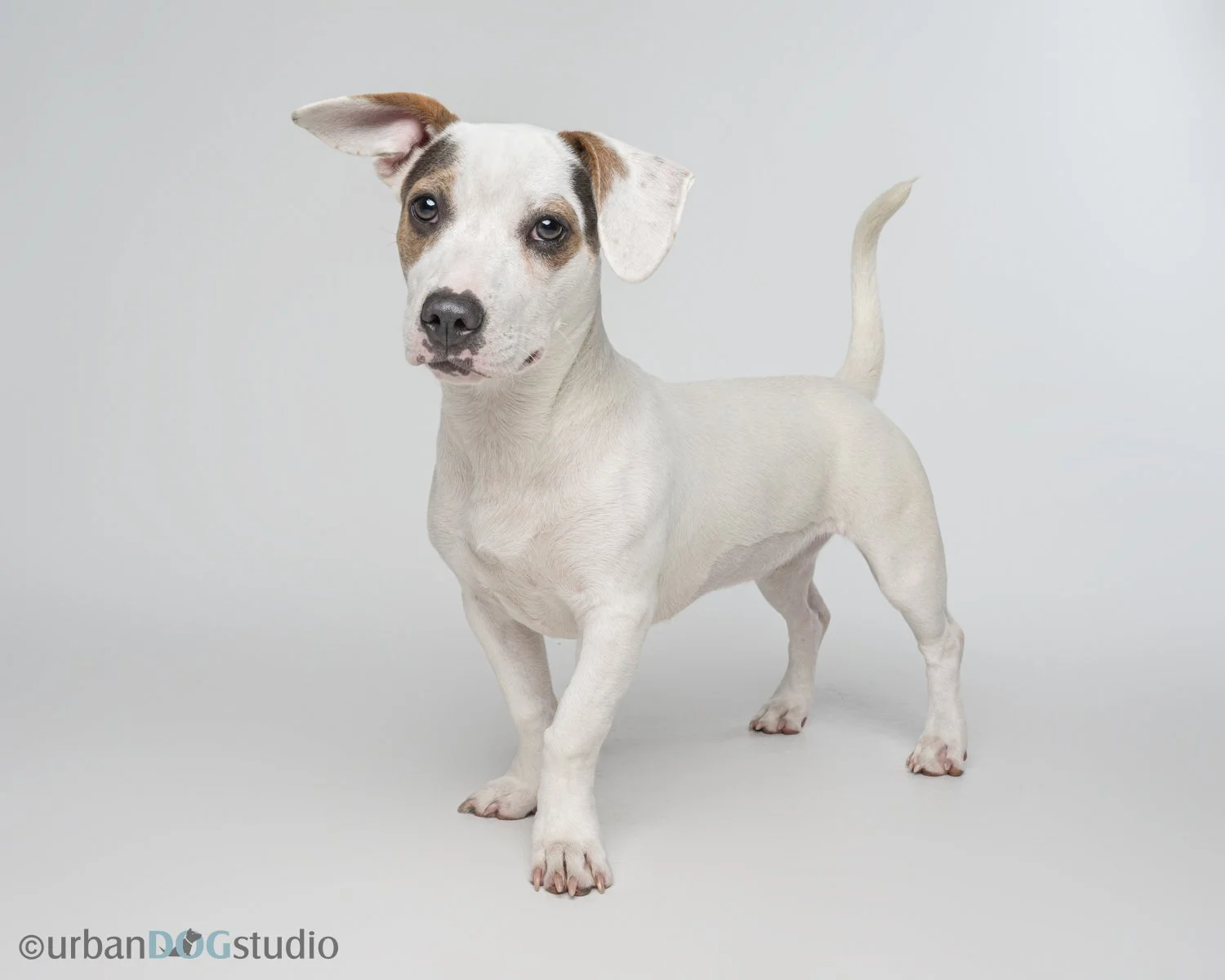 Urban Dog Studio_web sized6929.jpg