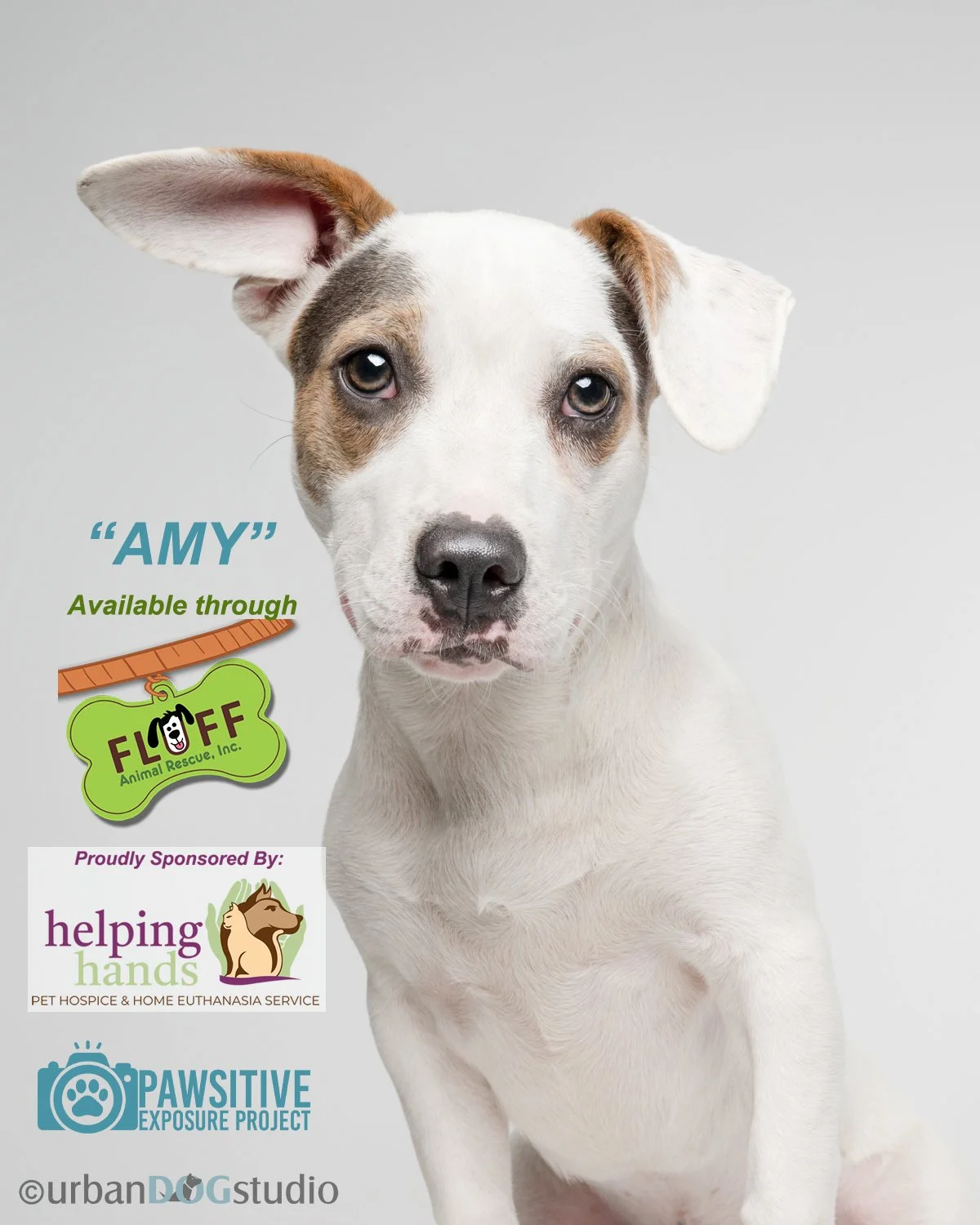 Urban Dog Studio__Amy_6894.jpg