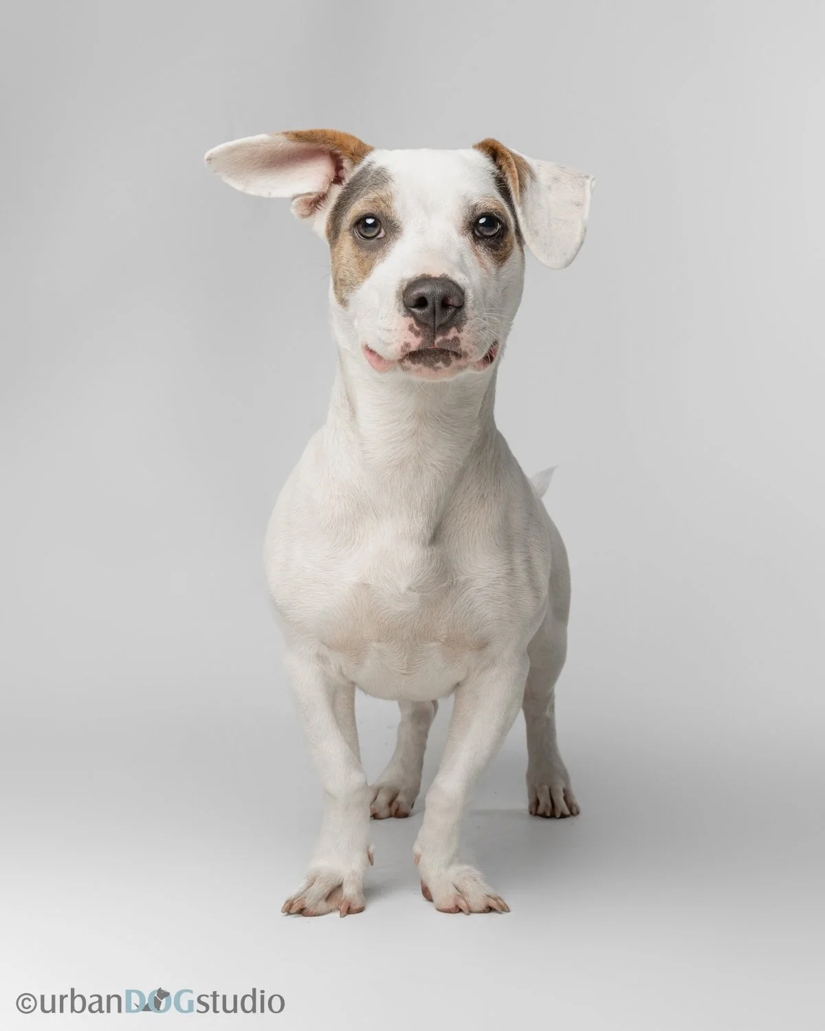 Urban Dog Studio_web sized6852.jpg
