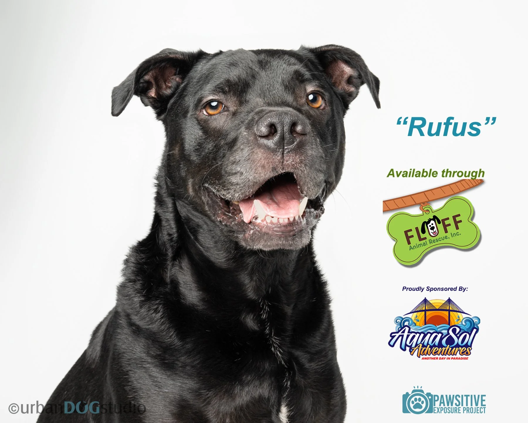 Urban Dog Studio_branded 6952 copy.jpg