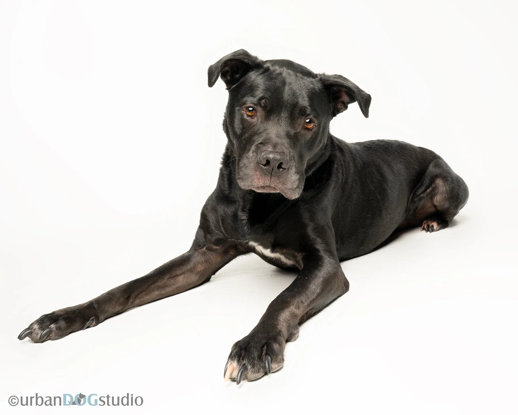 Urban Dog Studio_websized6968.jpg