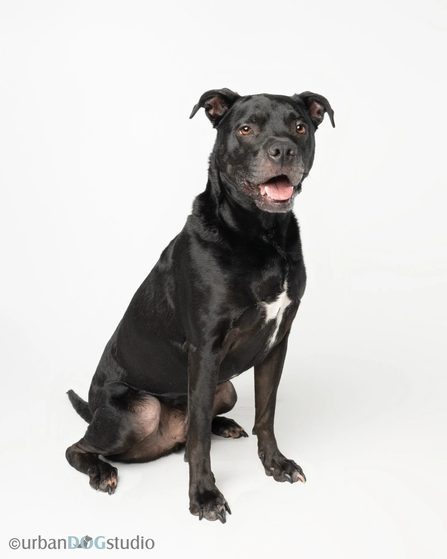 Urban Dog Studio_websized6948.jpg