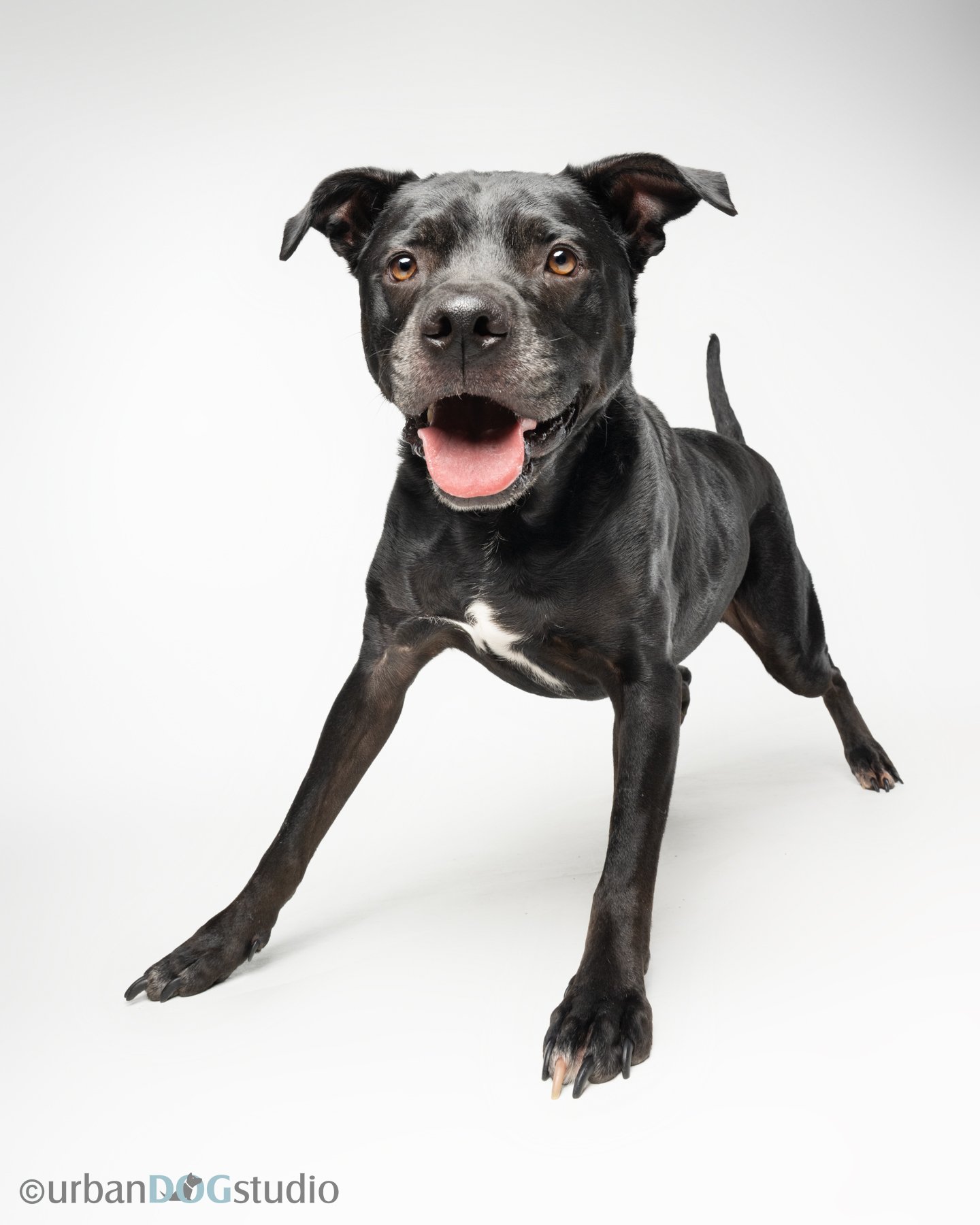 Urban Dog Studio_websized6970.jpg