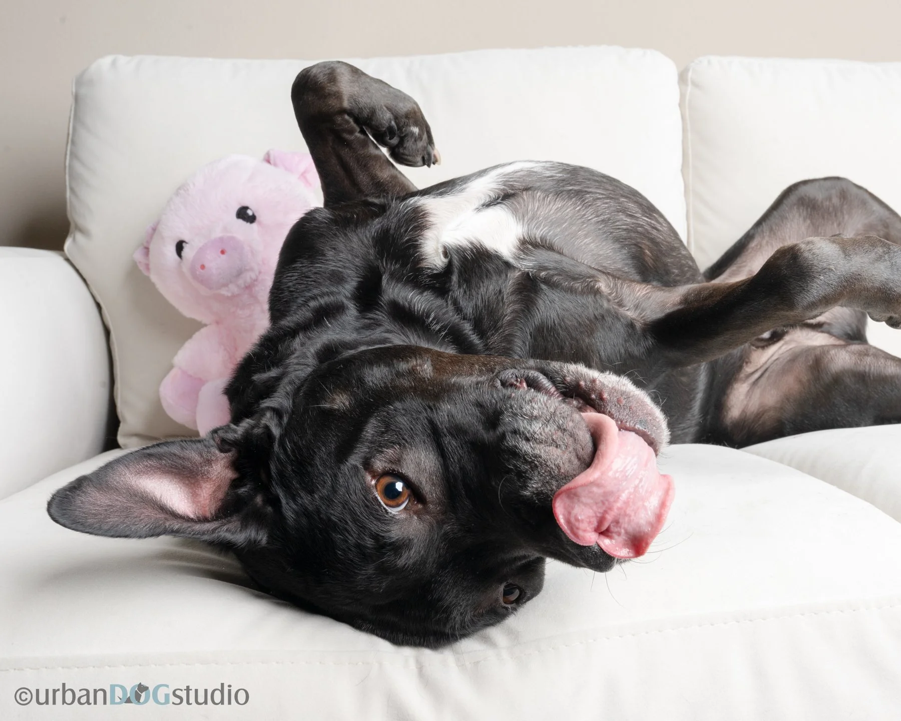 Urban Dog Studio_websized6982.jpg