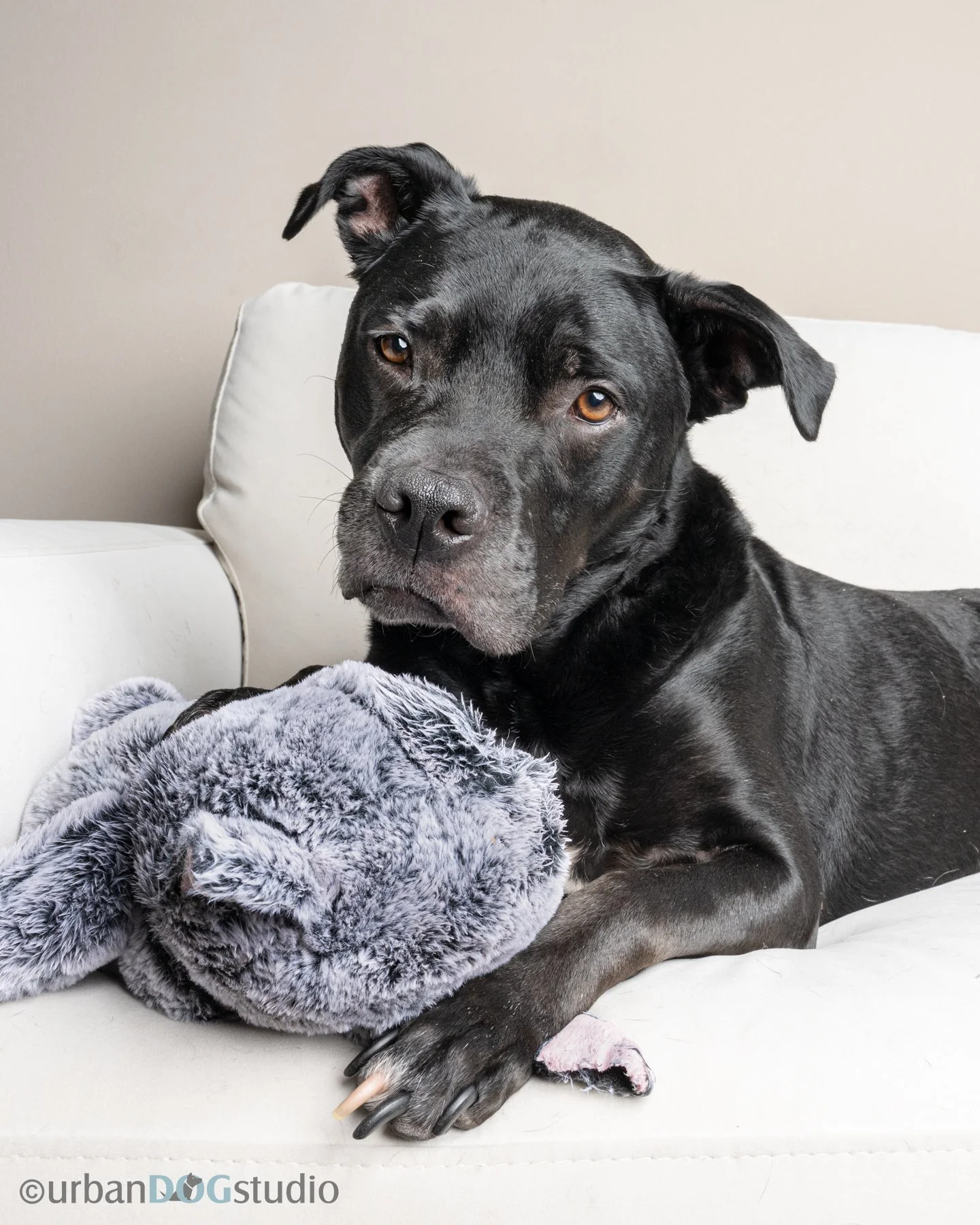 Urban Dog Studio_websized7012.jpg