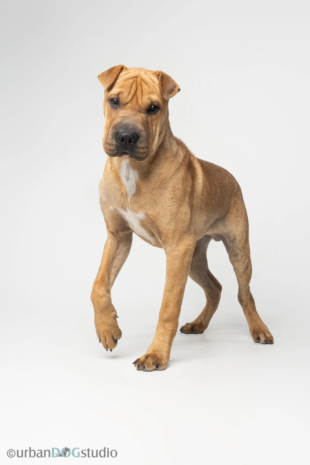 Urban Dog Studio_web size7362.jpg