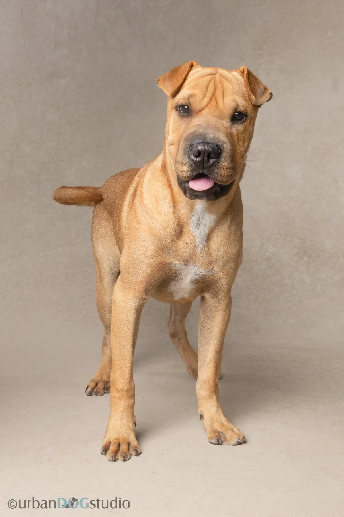 Urban Dog Studio_web size7369.jpg