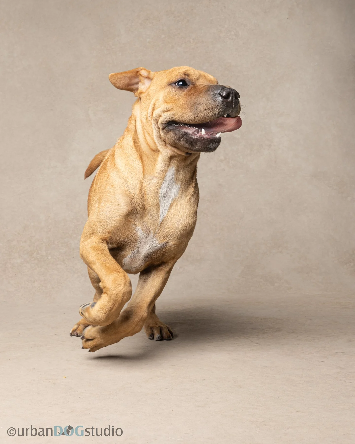 Urban Dog Studio_web size7390.jpg