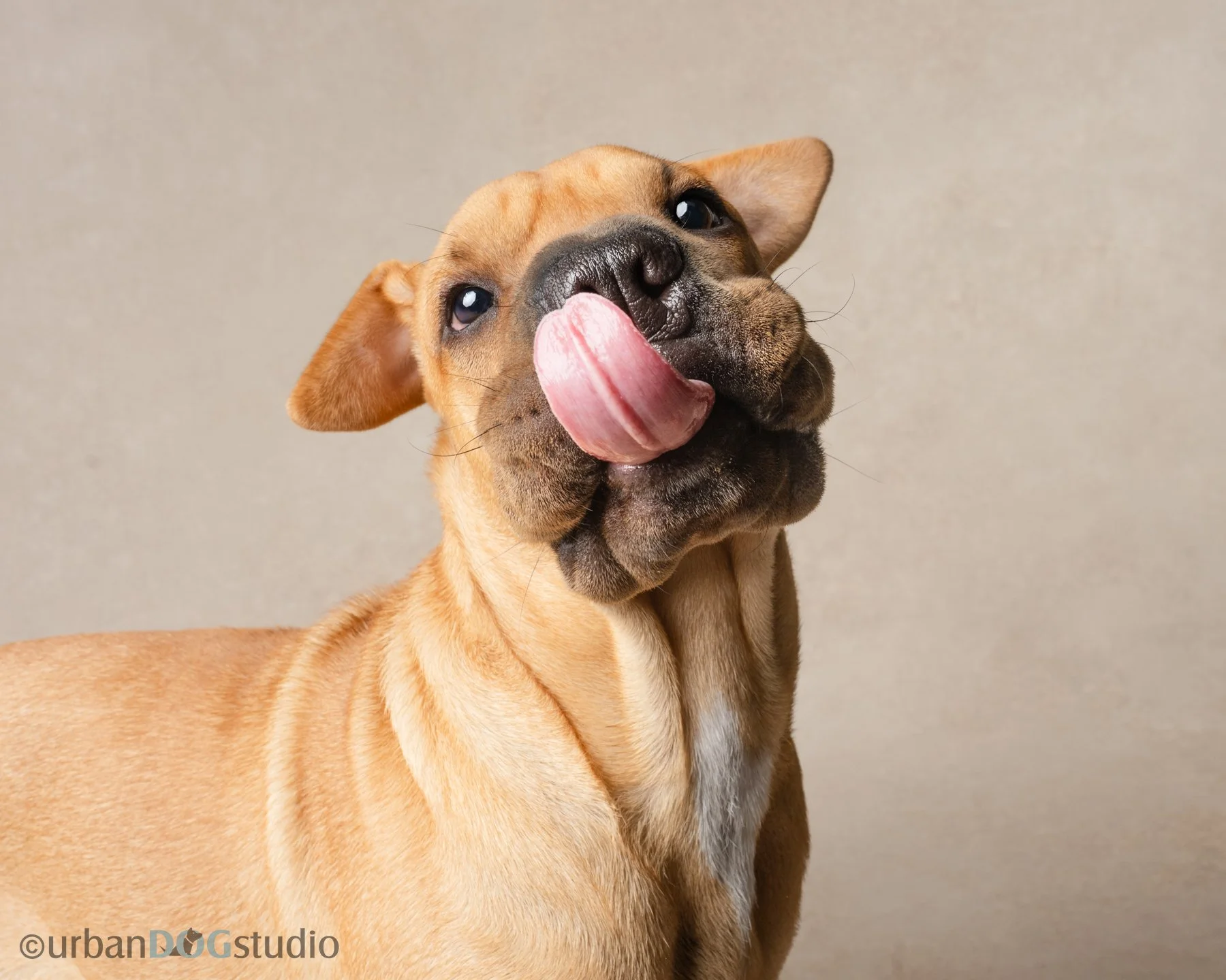 Urban Dog Studio_web size7398.jpg