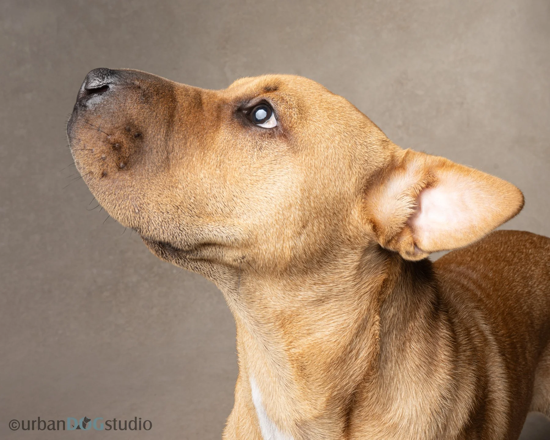 Urban Dog Studio_web size7404.jpg