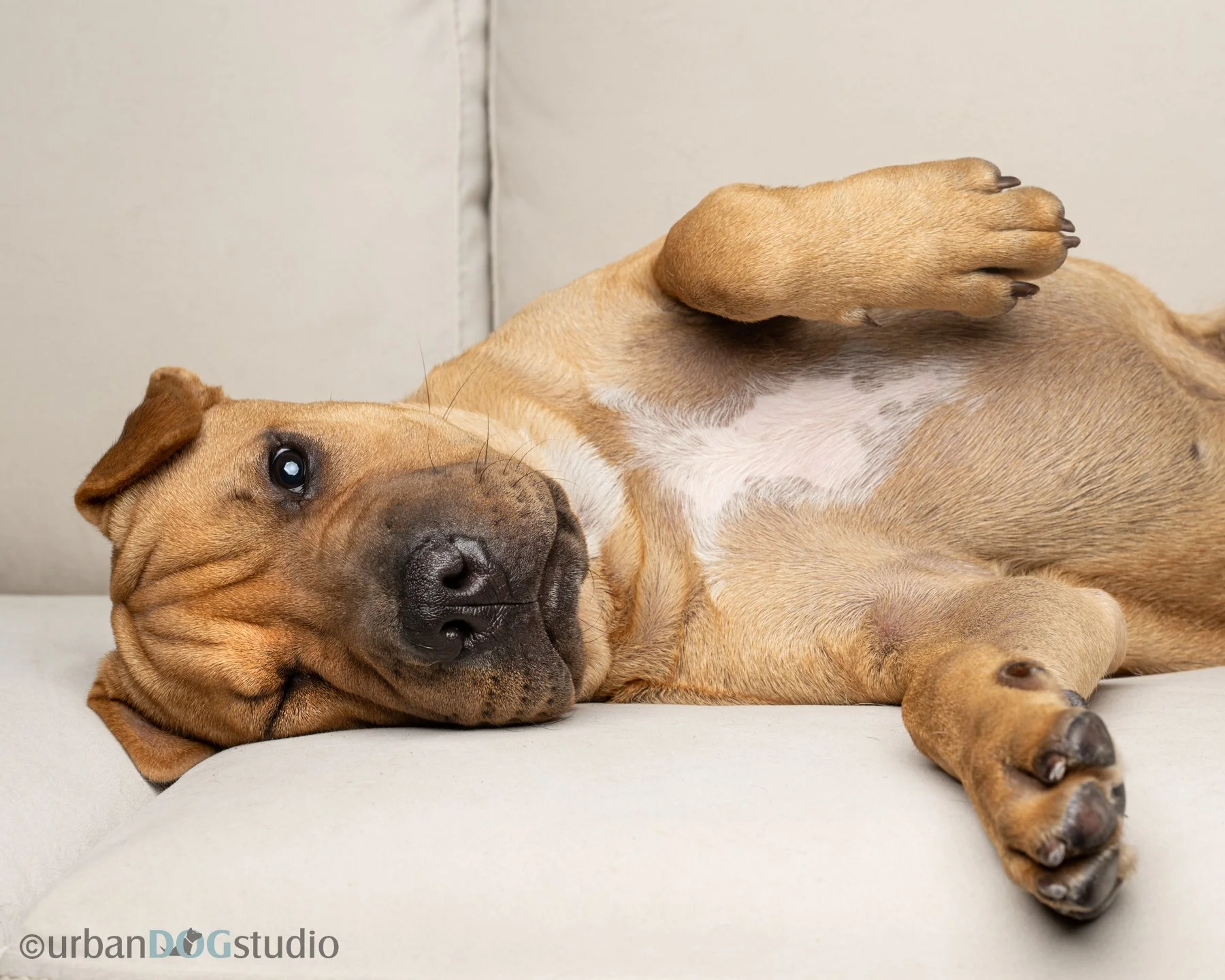 Urban Dog Studio_web size7437.jpg
