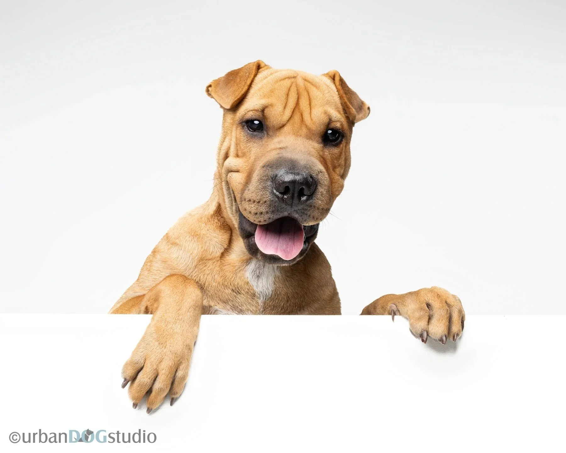 Urban+Dog+Studio_web+size7341.jpg