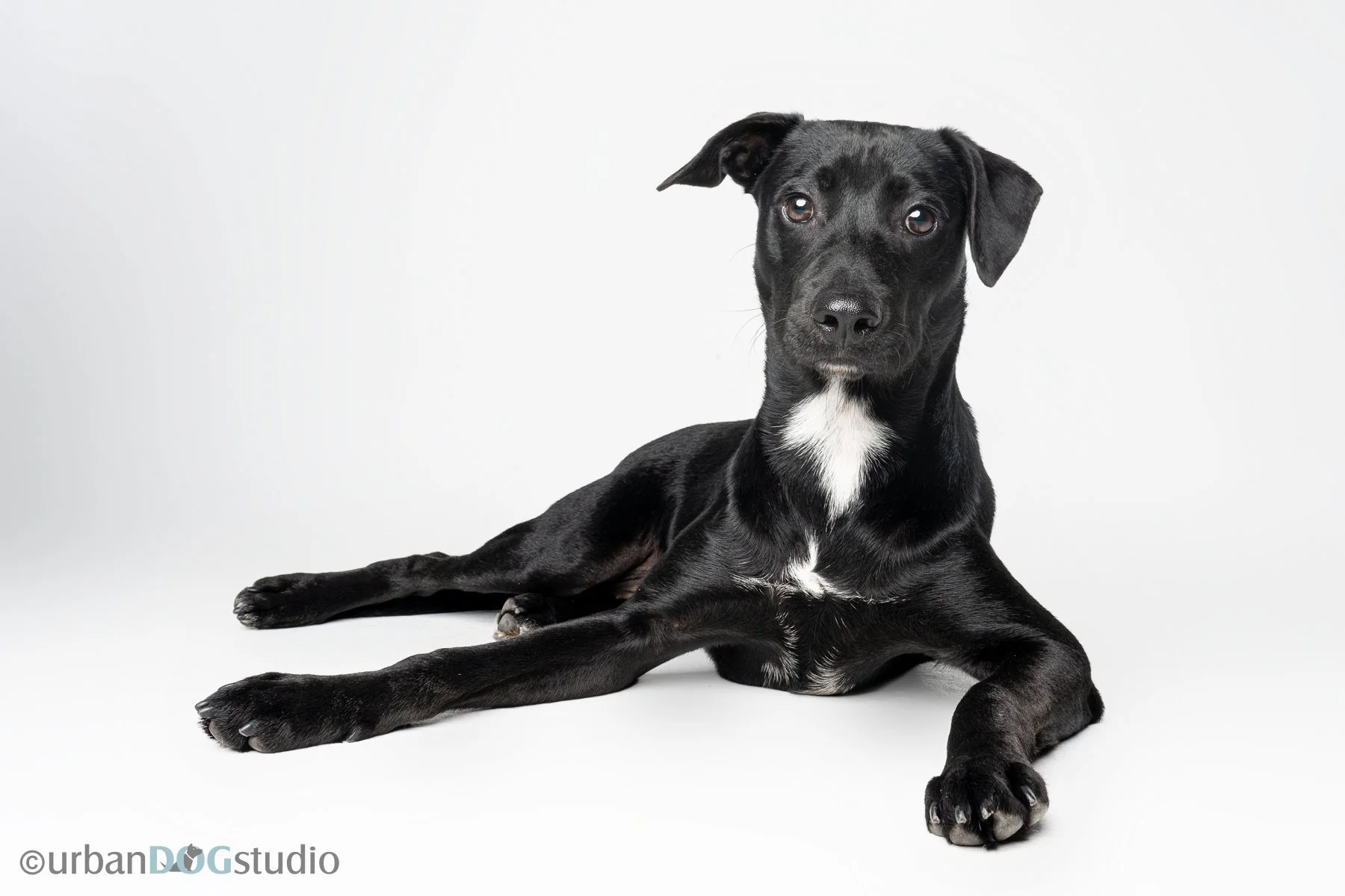 Urban Dog Studio_wm_7820.jpg