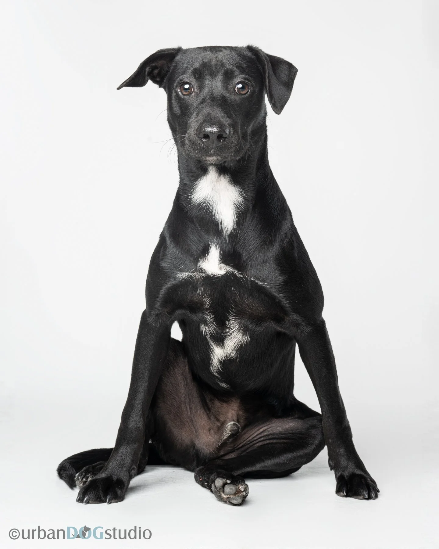 Urban Dog Studio_wm_7821.jpg