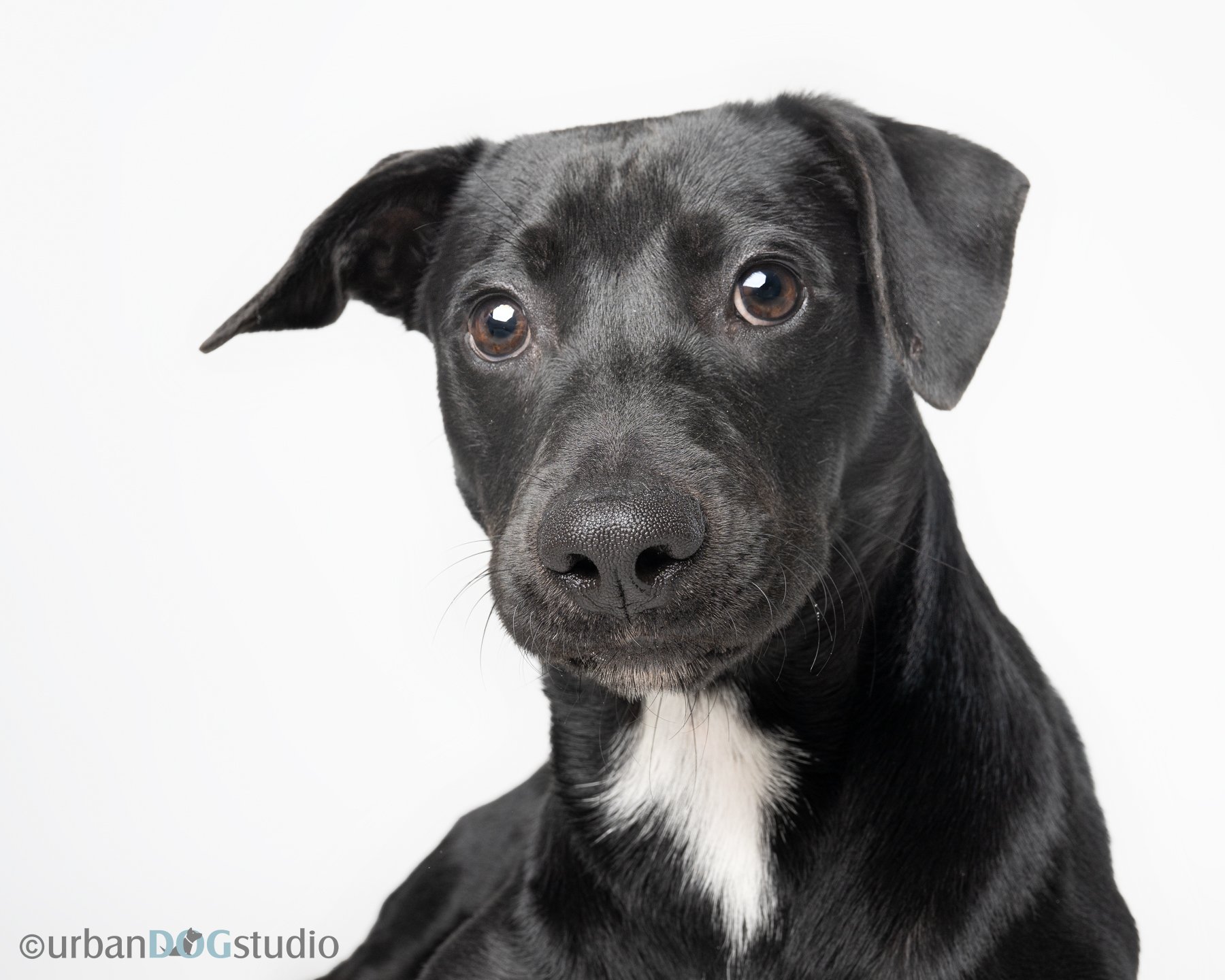 Urban Dog Studio_wm_7825.jpg
