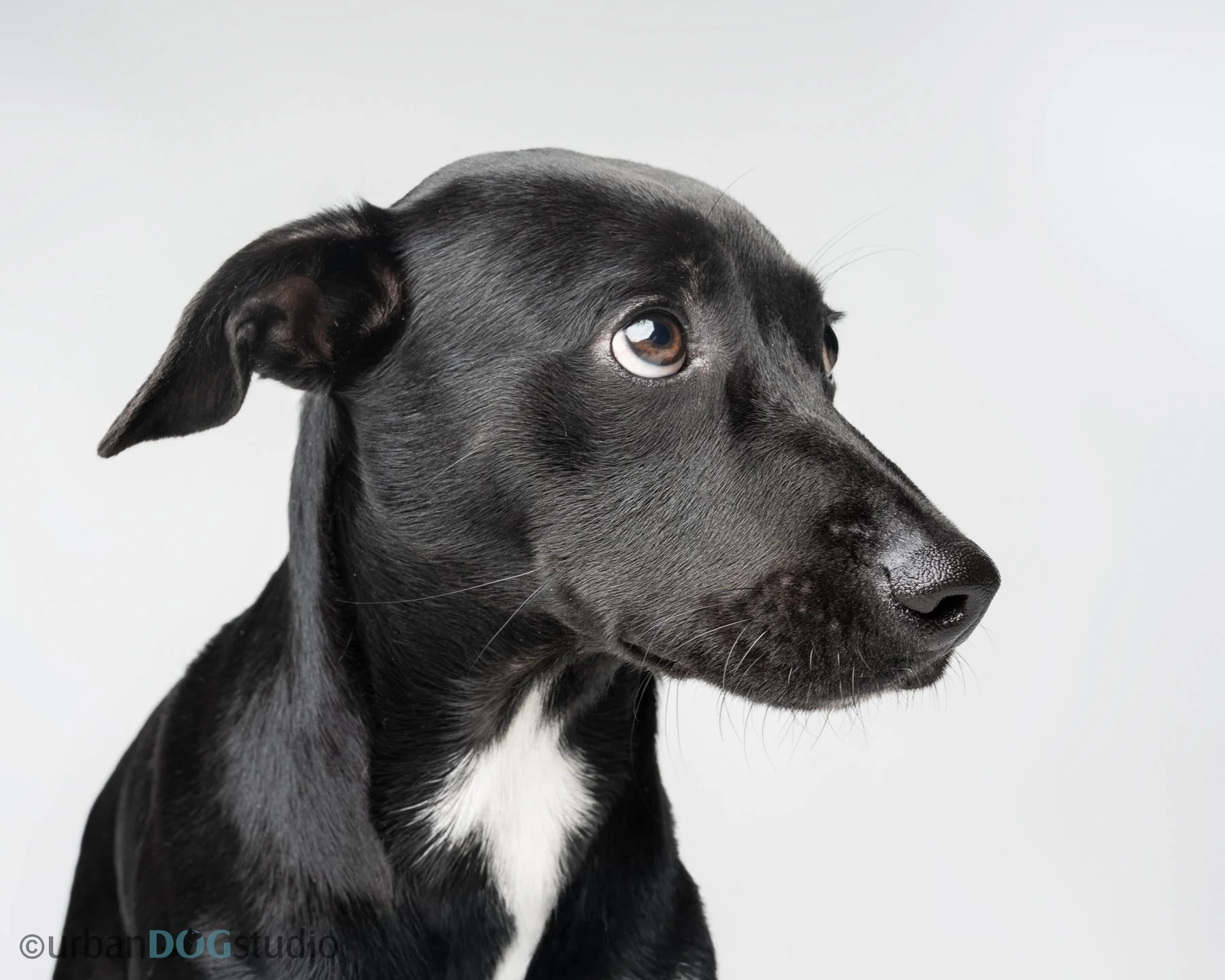 Urban Dog Studio_wm_7832.jpg