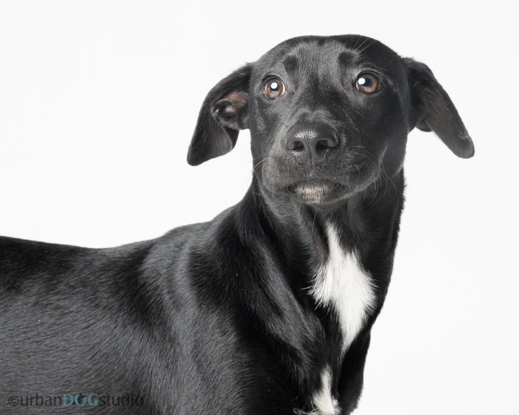Urban Dog Studio_wm_7835.jpg