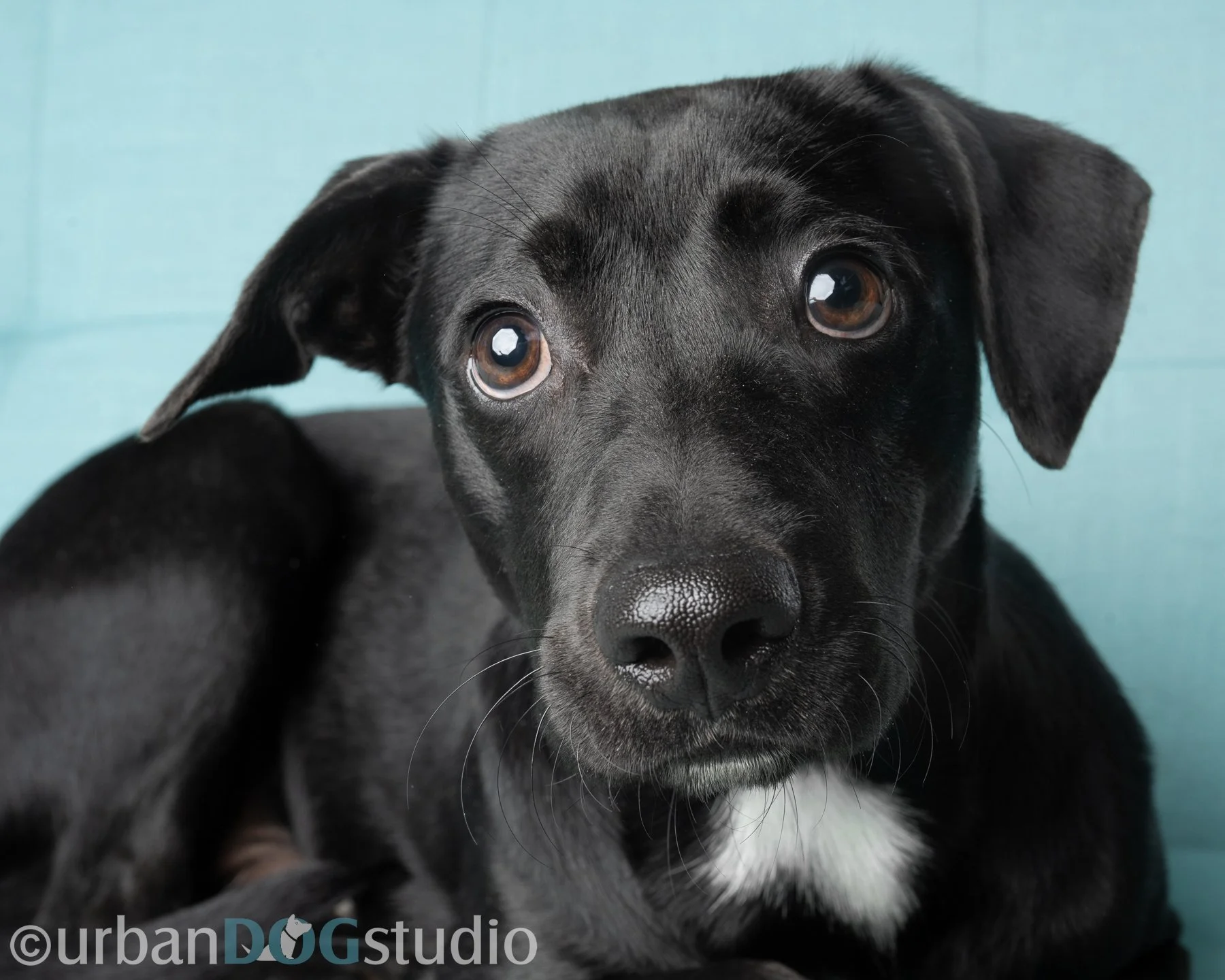 Urban Dog Studio_wm_7875.jpg