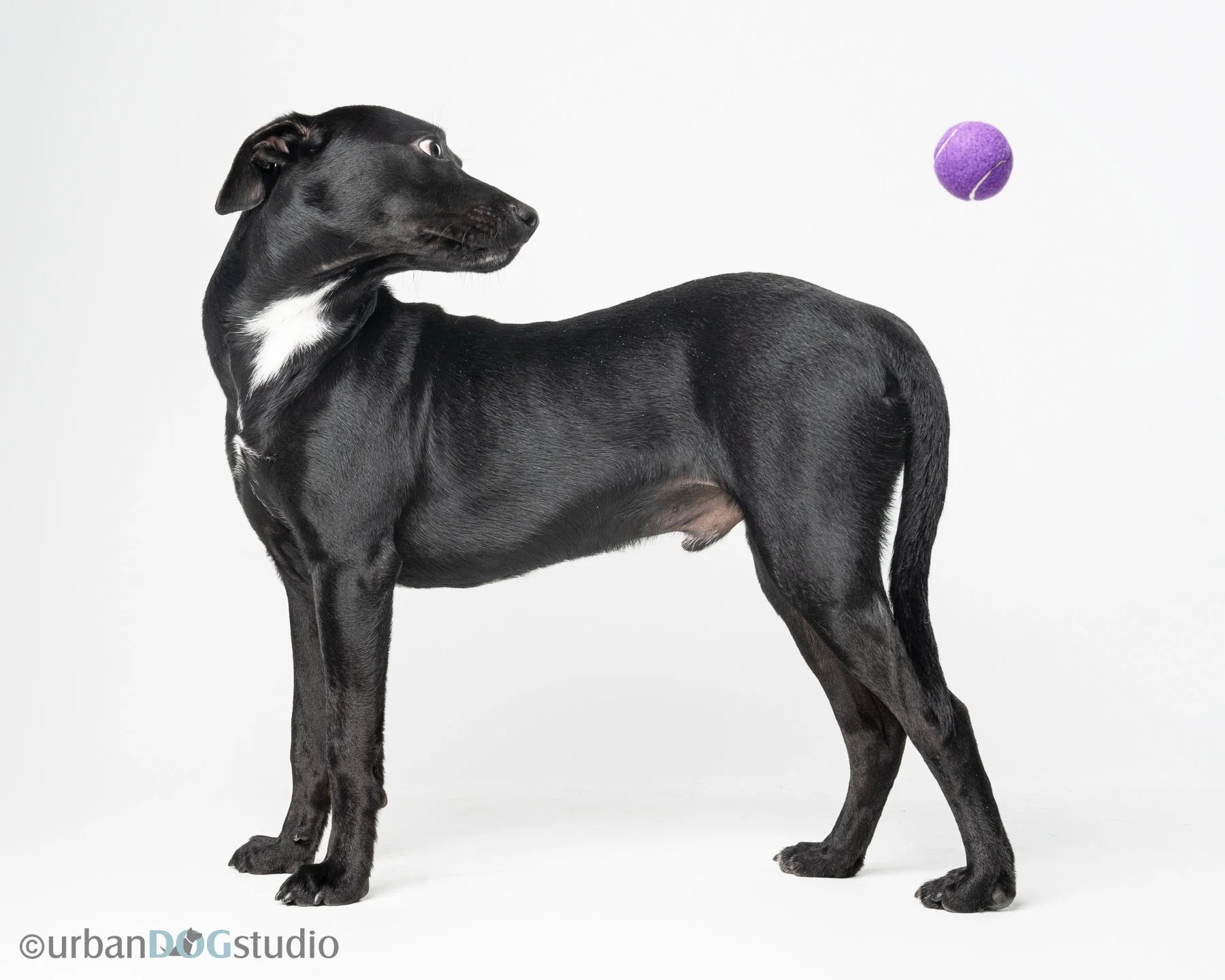 Urban Dog Studio_wm_7917.jpg