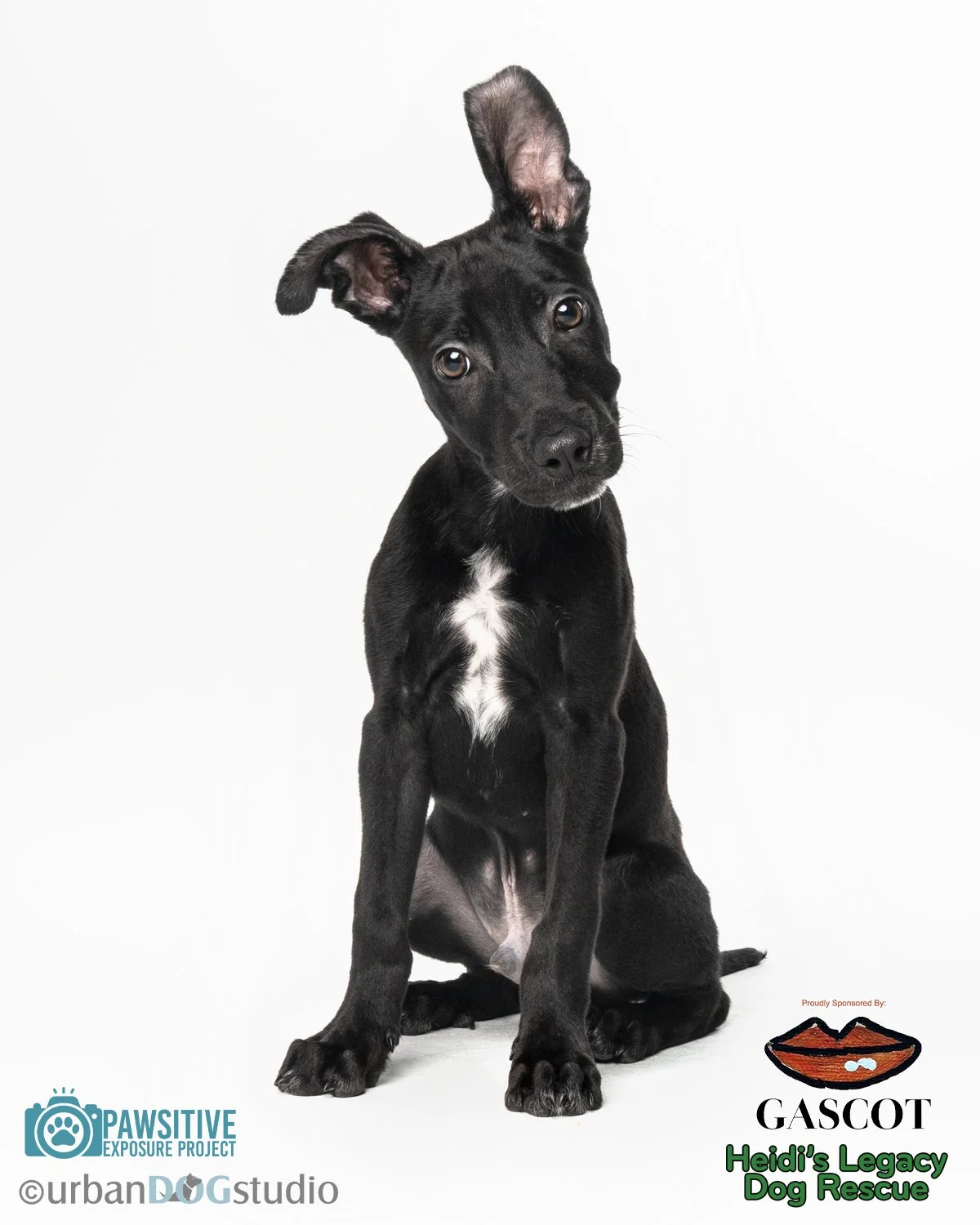 Urban_Dog_Studio-Web-_LME8017-Edit copy.jpg