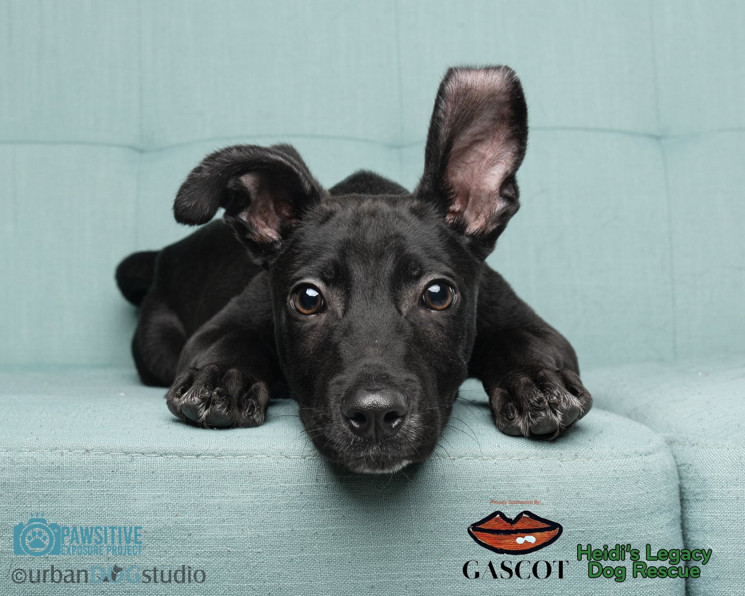 Urban_Dog_Studio-Web-_LME8027-Edit copy.jpg