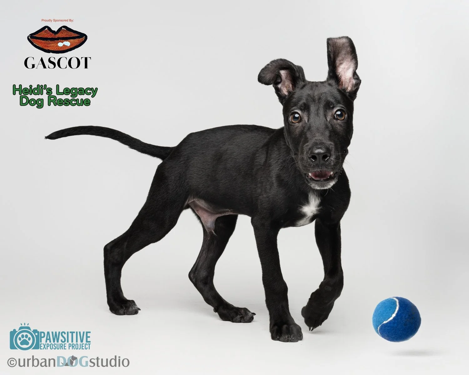 Urban_Dog_Studio-Web-_LME8125-Edit copy.jpg