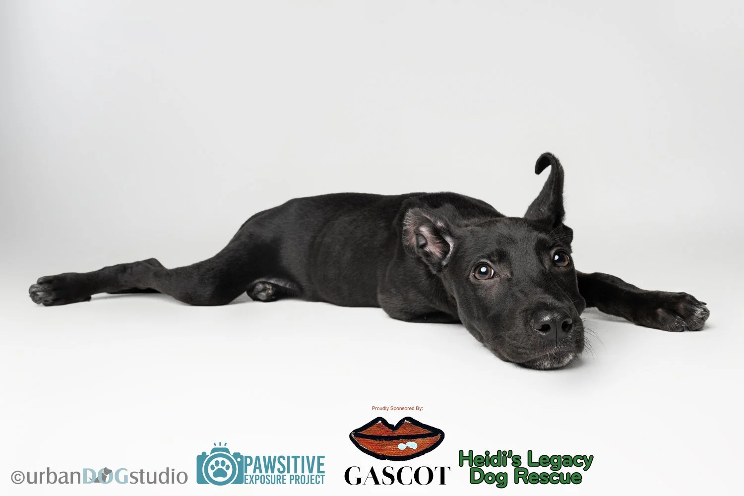 Urban_Dog_Studio-Web-_LME8127-Edit copy.jpg