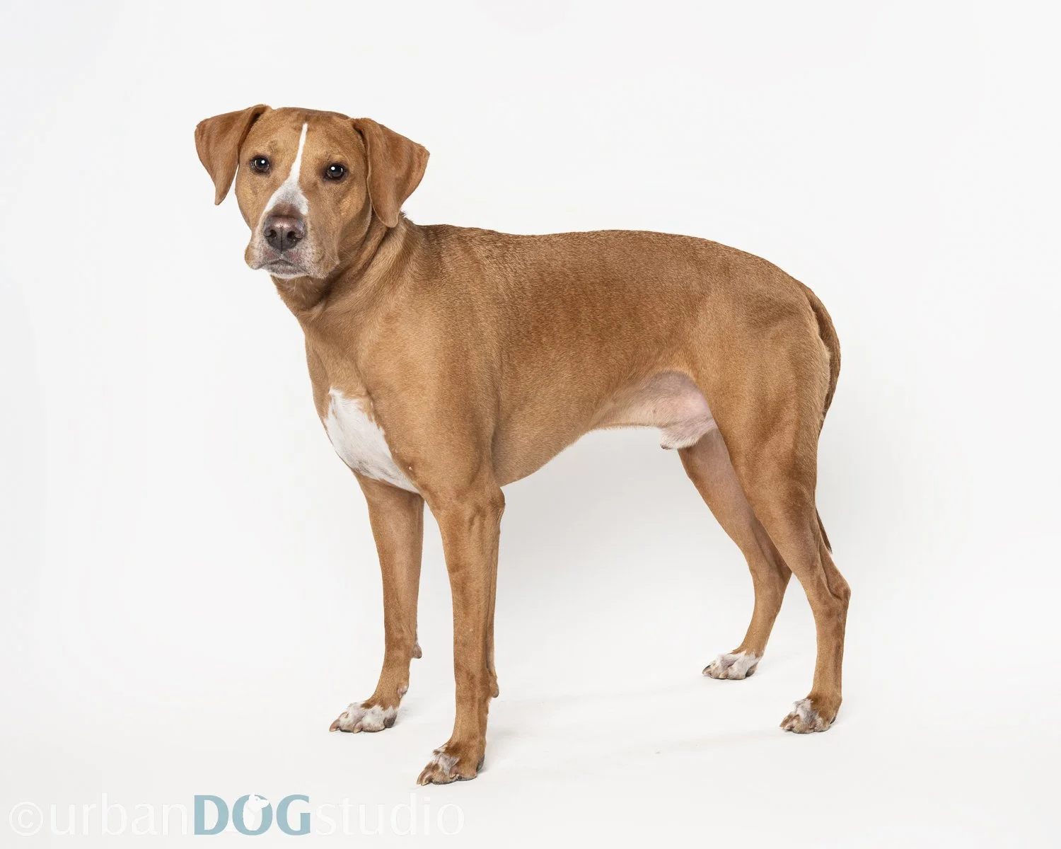 Urban_Dog_Studio-websize watermark-_LME8142-Edit.jpg