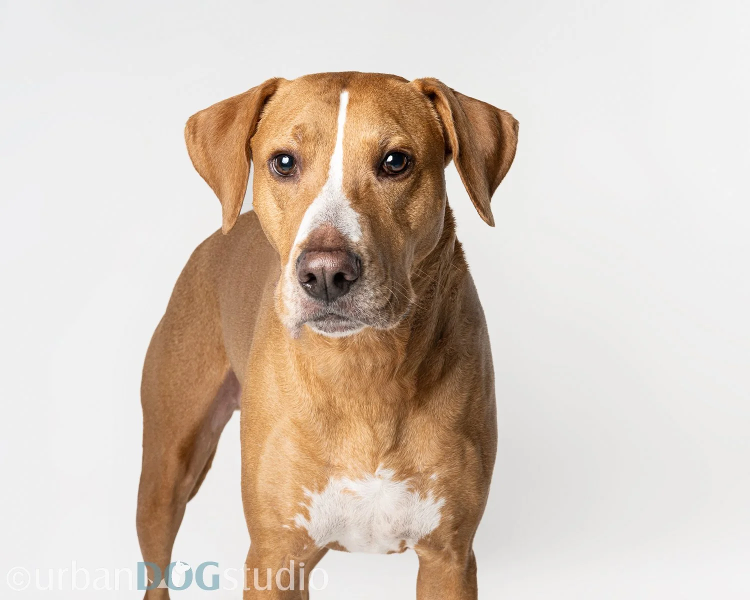 Urban_Dog_Studio-websize watermark-_LME8141-Edit.jpg