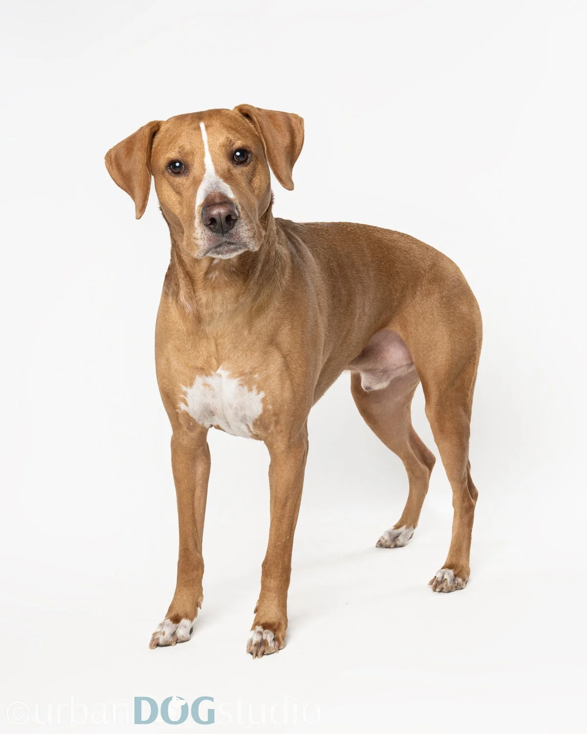 Urban_Dog_Studio-websize watermark-_LME8145-Edit.jpg