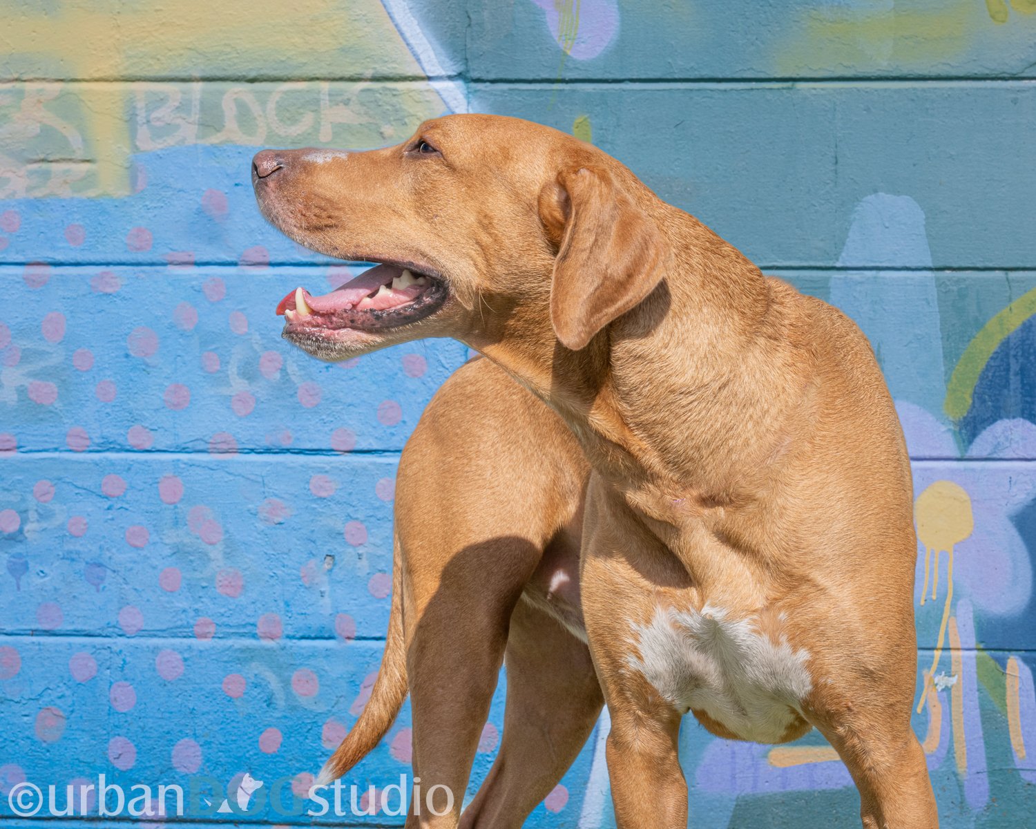 Urban_Dog_Studio-websize watermark-_LME8149-Edit.jpg