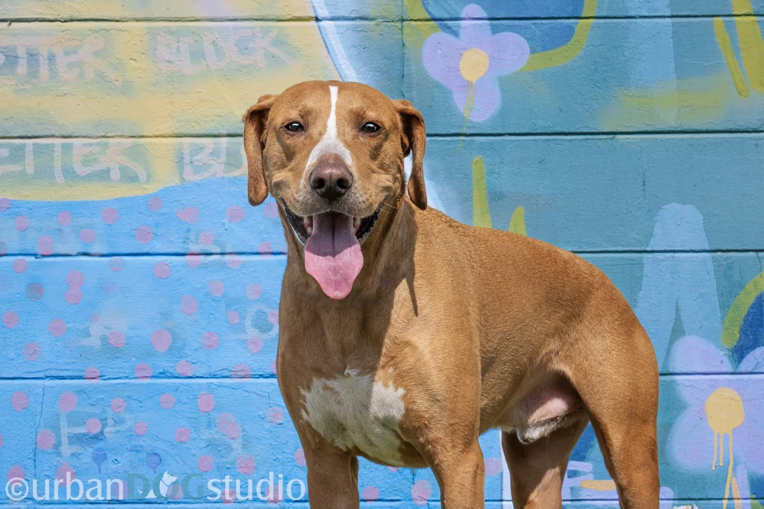 Urban_Dog_Studio-websize watermark-_LME8156-Edit.jpg