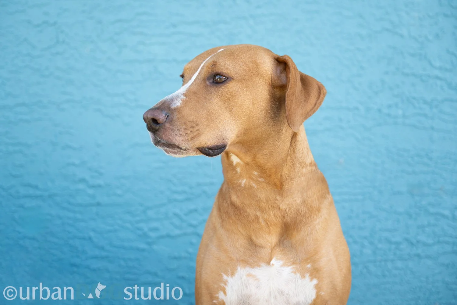 Urban_Dog_Studio-websize watermark-_LME8164-Edit.jpg