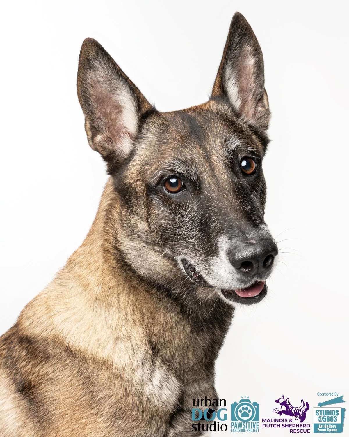Urban_Dog_Studio--_LME8168-Edit copy.jpg