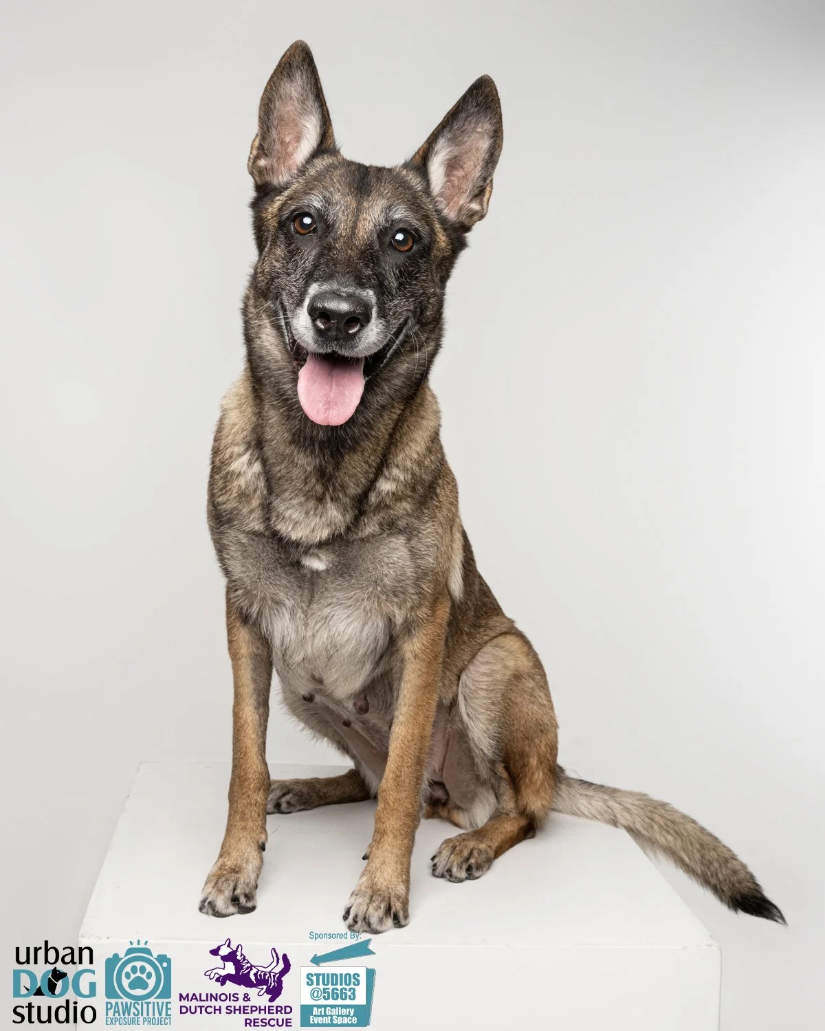 Urban_Dog_Studio--_LME8208-Edit copy.jpg