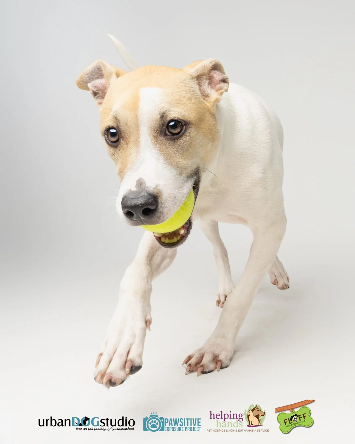 Urban_Dog_Studio--_LME8278-Edit copy.jpg