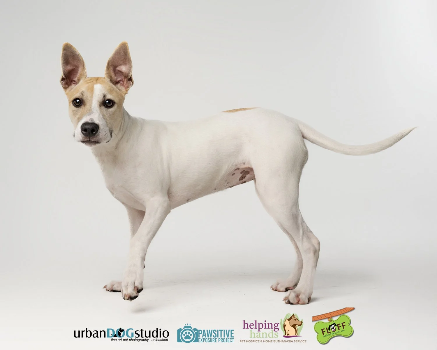 Urban_Dog_Studio--_LME8284-Edit copy.jpg