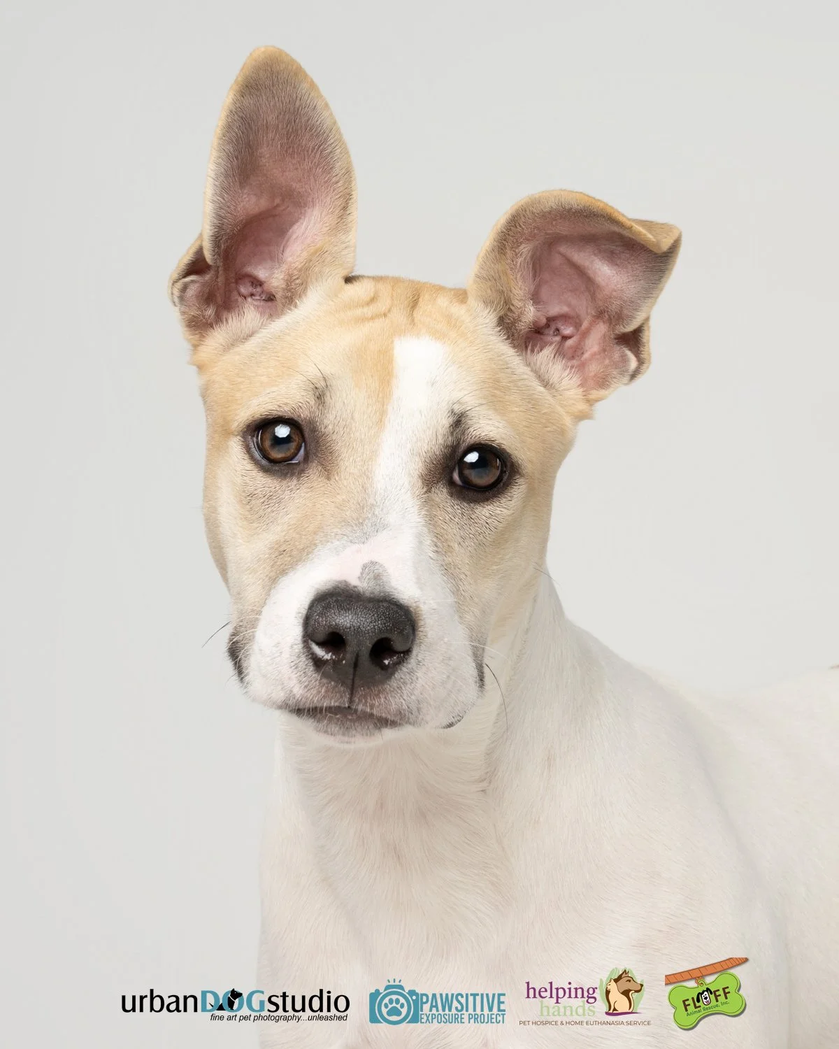 Urban_Dog_Studio--_LME8293-Edit copy.jpg