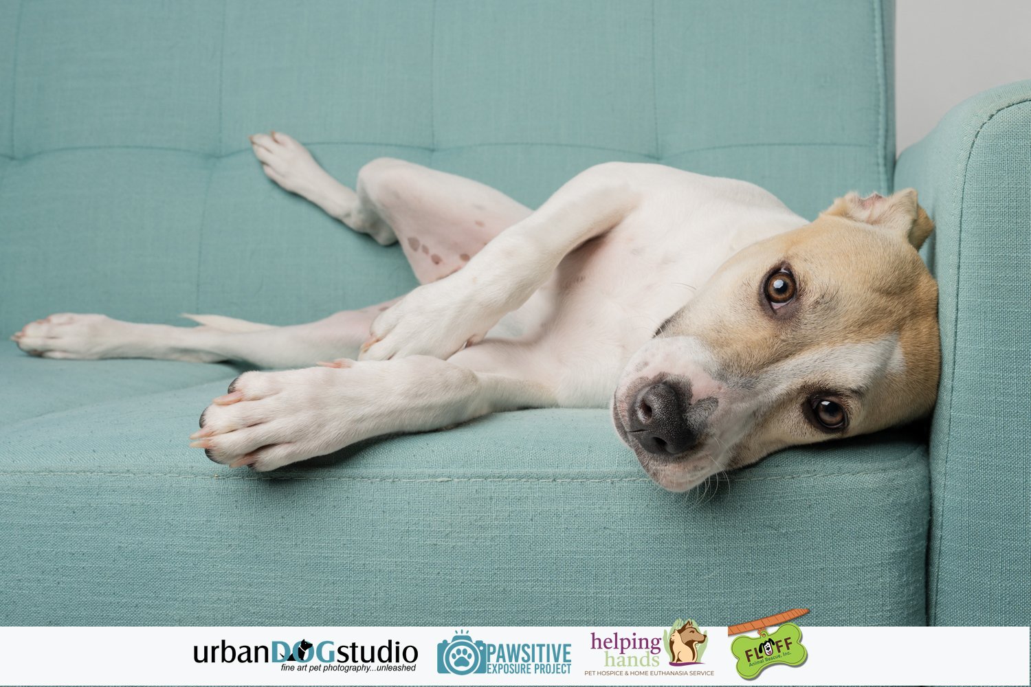 Urban_Dog_Studio--_LME8325-Edit copy.jpg