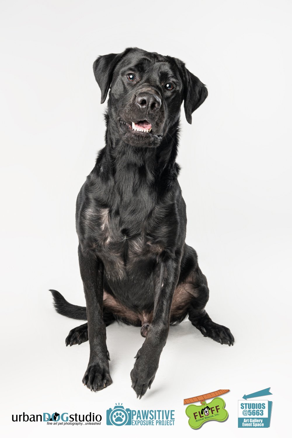 Urban_Dog_Studio--_LME8536-Edit copy.jpg